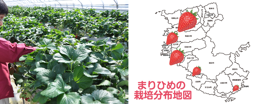 まりひめ 和歌山県 栽培分布地図